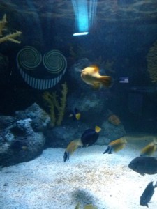 Smiler Sealife