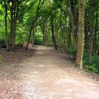 woodland06 woodland06