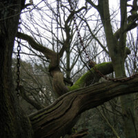 2006-chainedoak06 2006-chainedoak06